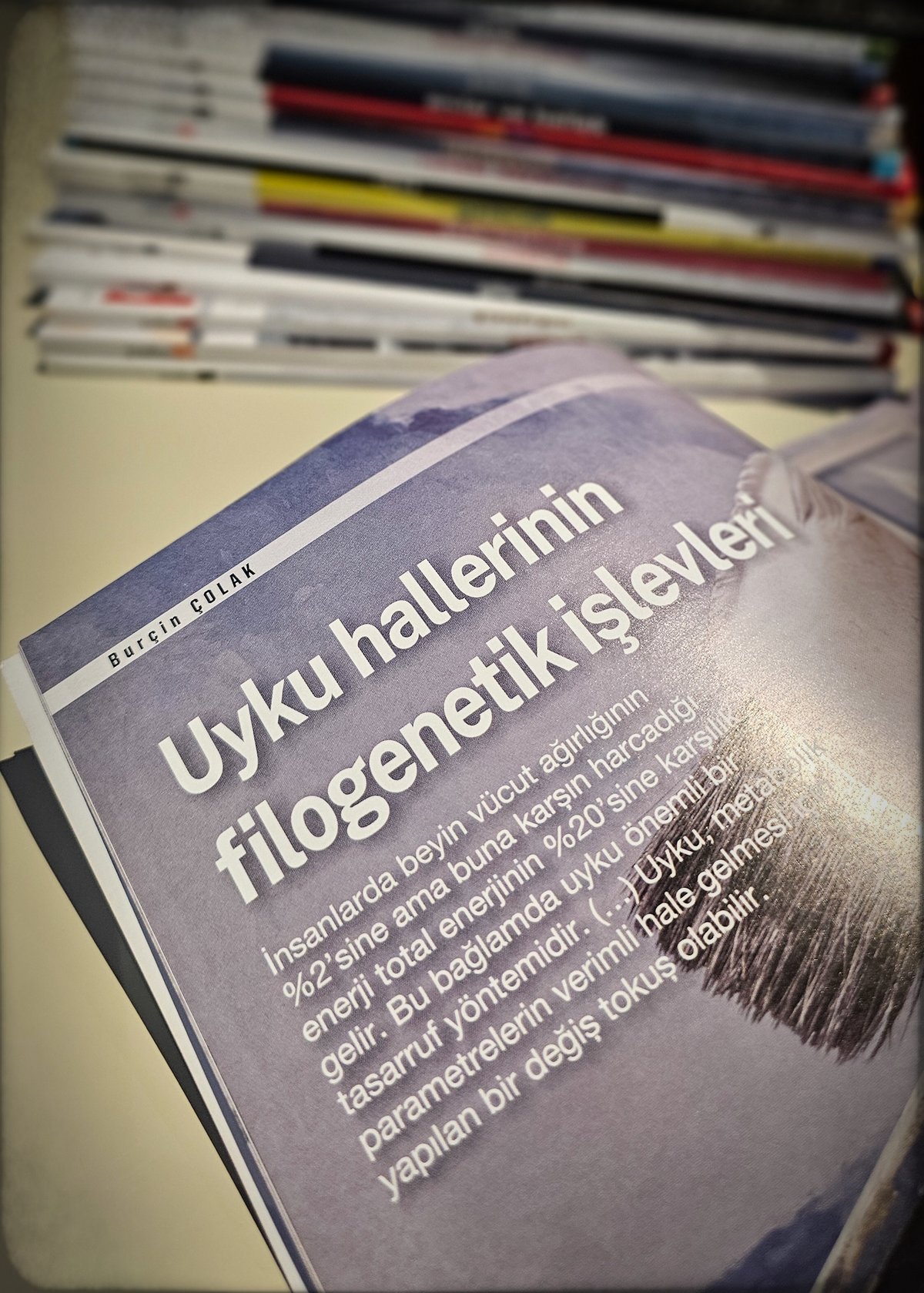 Uyku hallerinin Filogenetik işlevleri